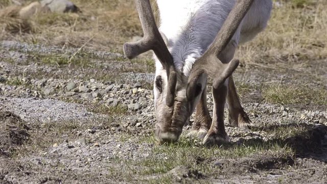  Svalbard Reindeer, Rangifer tarandus platyrhynchus grazing on the tundra in Longyearbyen on Spitsbergen in the Svalbard archipelago, Norway.