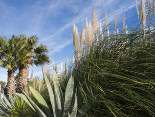Portugals Vegetation