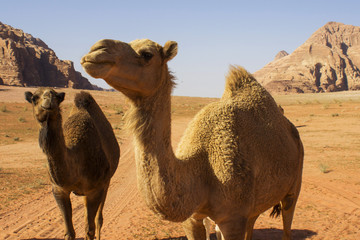 Wadi Rum Desert, Jordan