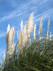 Pampasgras