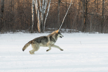 Grey Wolf (Canis lupus) Leaps Right in Field