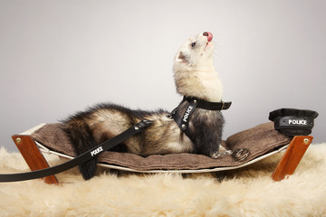 Ferret portrait in studio in police style with hat and handcuffs