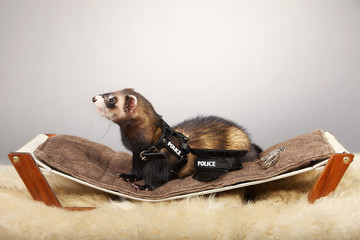 Ferret portrait in studio in police style with hat and handcuffs