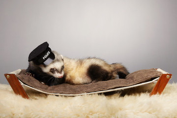 Ferret portrait in studio in police style with hat 