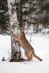 Female Cougar (Puma concolor) Claws at Tree