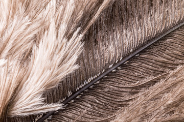 Super macro of ostrich feathers