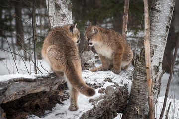 Obraz premium Two Female Cougars (Puma concolor) on Log
