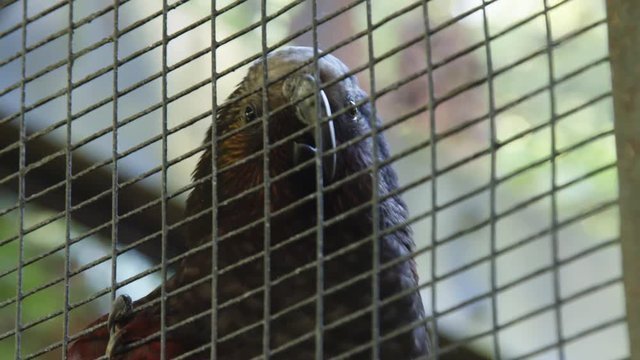 Close up of Kaka bird behind cage