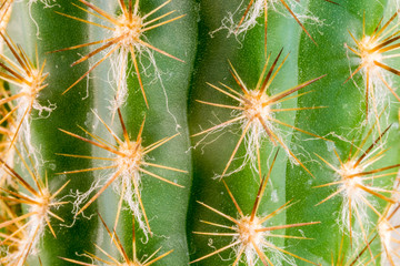 Super macro of green cactus thorns, spines, and prickles