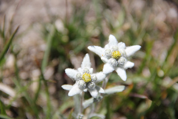 Edelweiss