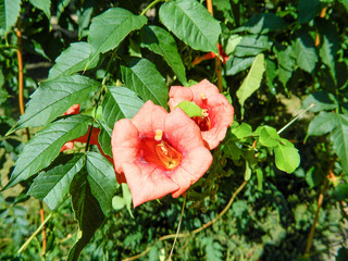Beautiful, fresh, fragrant flower kampsis, a plant that grows only in southern countries