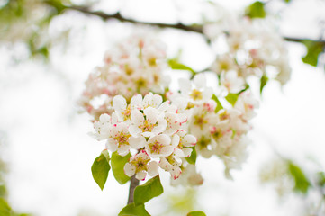A blossoming pear tree in springtime. Delicate flowering and the heady scent of spring