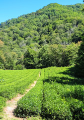 Fototapeta na wymiar Beautiful landscape of blue sky, mountains and tea plantation
