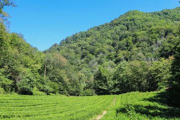 Obraz premium Beautiful landscape of blue sky, mountains and tea plantation