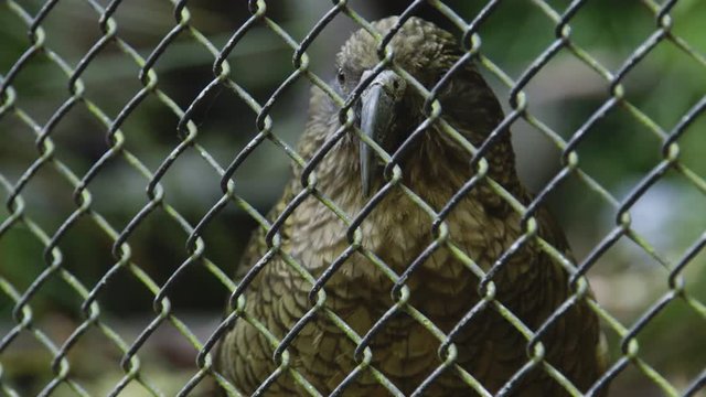 Close up of Kaka bird behind cage turning head.