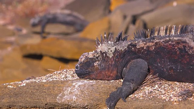A marine iguana rests on lava rocks in the Galapagos Islands.