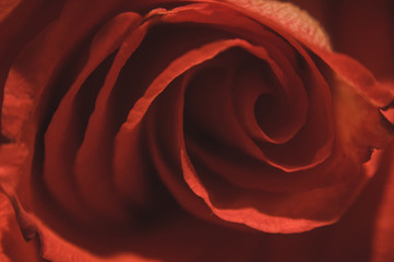 rose flower