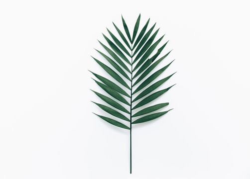 Tropical leaf flat lay isolated on white. Minimal greener concept