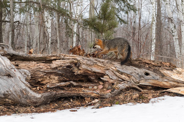 Grey Fox (Urocyon cinereoargenteus) Moves Left Across Log