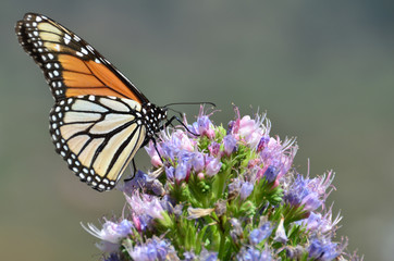 Obraz premium mariposa