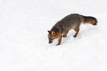 Grey Fox (Urocyon cinereoargenteus) Walks Across Snow