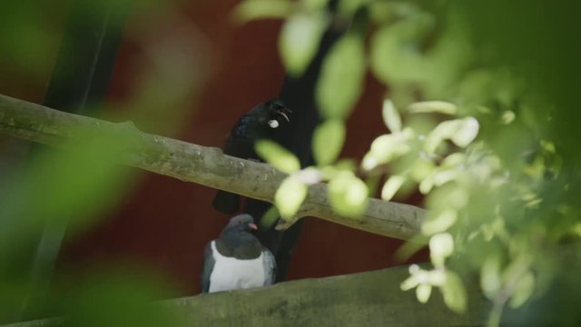 Tui and Kereru bird on branch.
