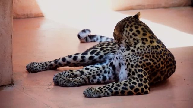 Leopard resting and cleans its claws. 4K