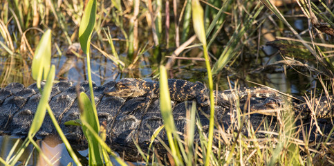 baby alligator sleeping on mothers back