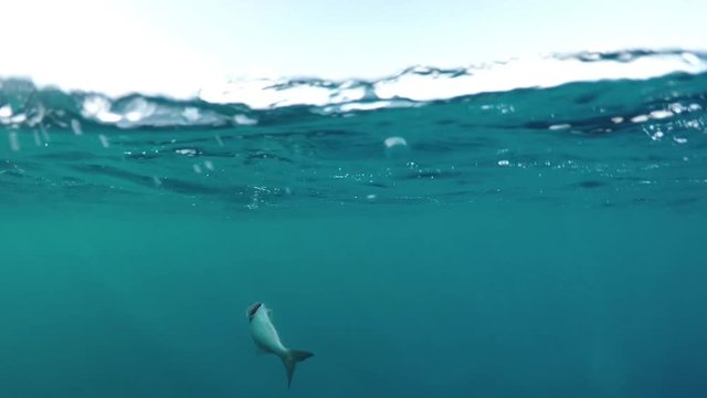 Fish struggling at the ocean surface after being caught.