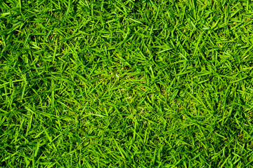 Green Grass Background