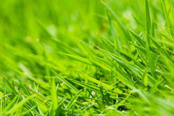 Green Grass Background