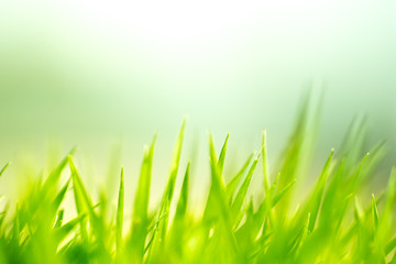 Green Grass Background