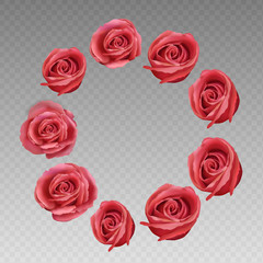 Rose on a transparent background. Rose vector illustration. Red Rose. flower rose