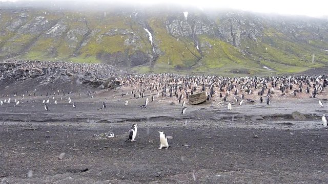 Slow panning of Chinstrap penguin rookery at Baily Head on Deception Island in Antarctica. 