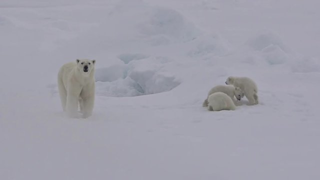 A polar bear and baby cubs struggle in on an ice floe as global warming affects sea ice levels.