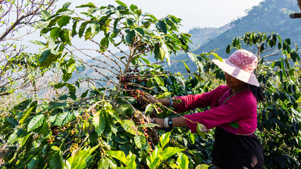 Women picking coffee