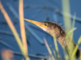 female anhinga has spotted you
