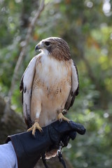 Closeup of hawk on trainer's gloved hand.