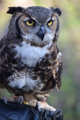 Obraz premium Great horned owl close up.