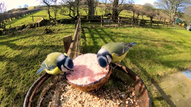 Two Blue Tits feeding from a Insect Coconut Suet Shells on a Bird Table in Ireland
