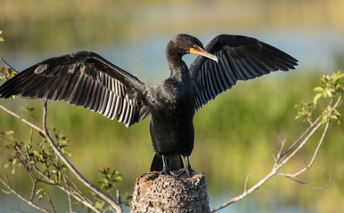 double crested cormorant posturing for you in the sunset