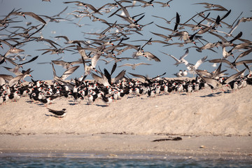 Flock of black skimmer terns Rynchops niger on the beach at Clam Pass - obrazy, fototapety, plakaty