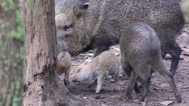 Collared peccaries, a type of wild pig or boar, are seen in a forest in Central or South America.