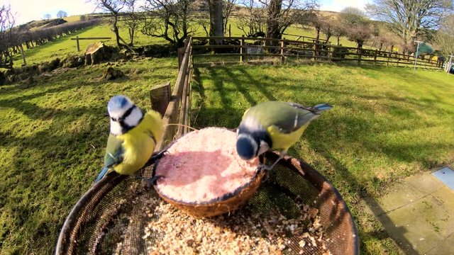 Two Blue Tits feeding from a Insect Coconut Suet Shells on a Bird Table in Ireland