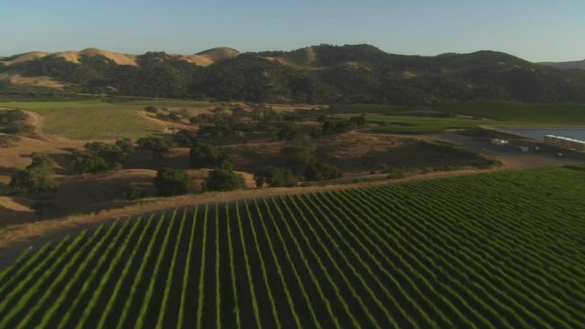 Helicopter Aerial Of A Vineyard In The Santa Maria Valley, California.