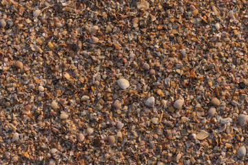 shell beach background