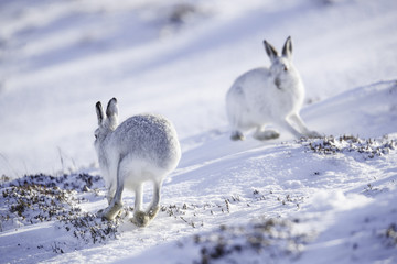 White mountain hare (lepus timidus).  These hares are native to the British Isles.  The hares in snow covered mountain cairngorms.