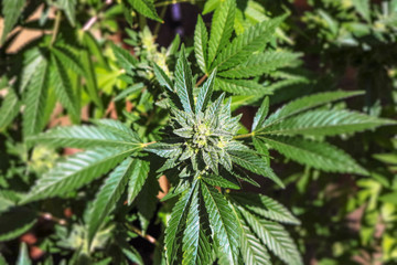 Close Up on Flowering Marijuana Plants