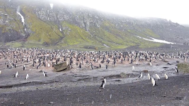 Pan right to left of Chinstrap penguin rookery at Baily Head on Deception Island in Antarctica. 