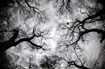 Abstract Nature - Low Angle View Silhouette of a Bare Wintry Tree in Black and White